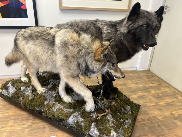 Hovedbilde Canis Lupus / Ulv - Fra Canada